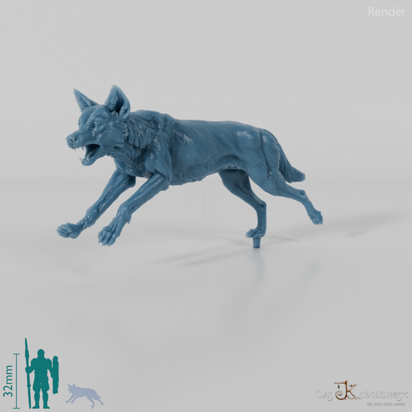 Dog - Australian Dingo 02