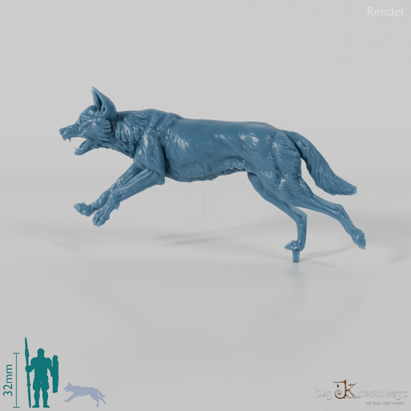 Dog - Australian Dingo 02