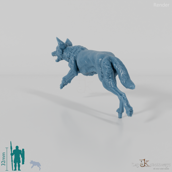 Dog - Australian Dingo 02