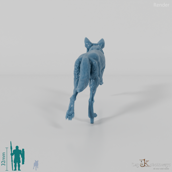 Dog - Australian Dingo 02