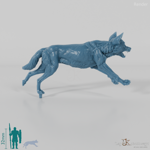 Dog - Australian Dingo 02