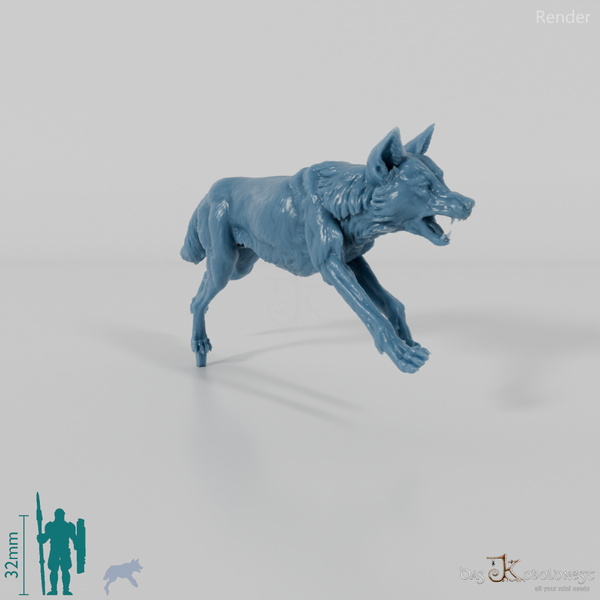 Dog - Australian Dingo 02