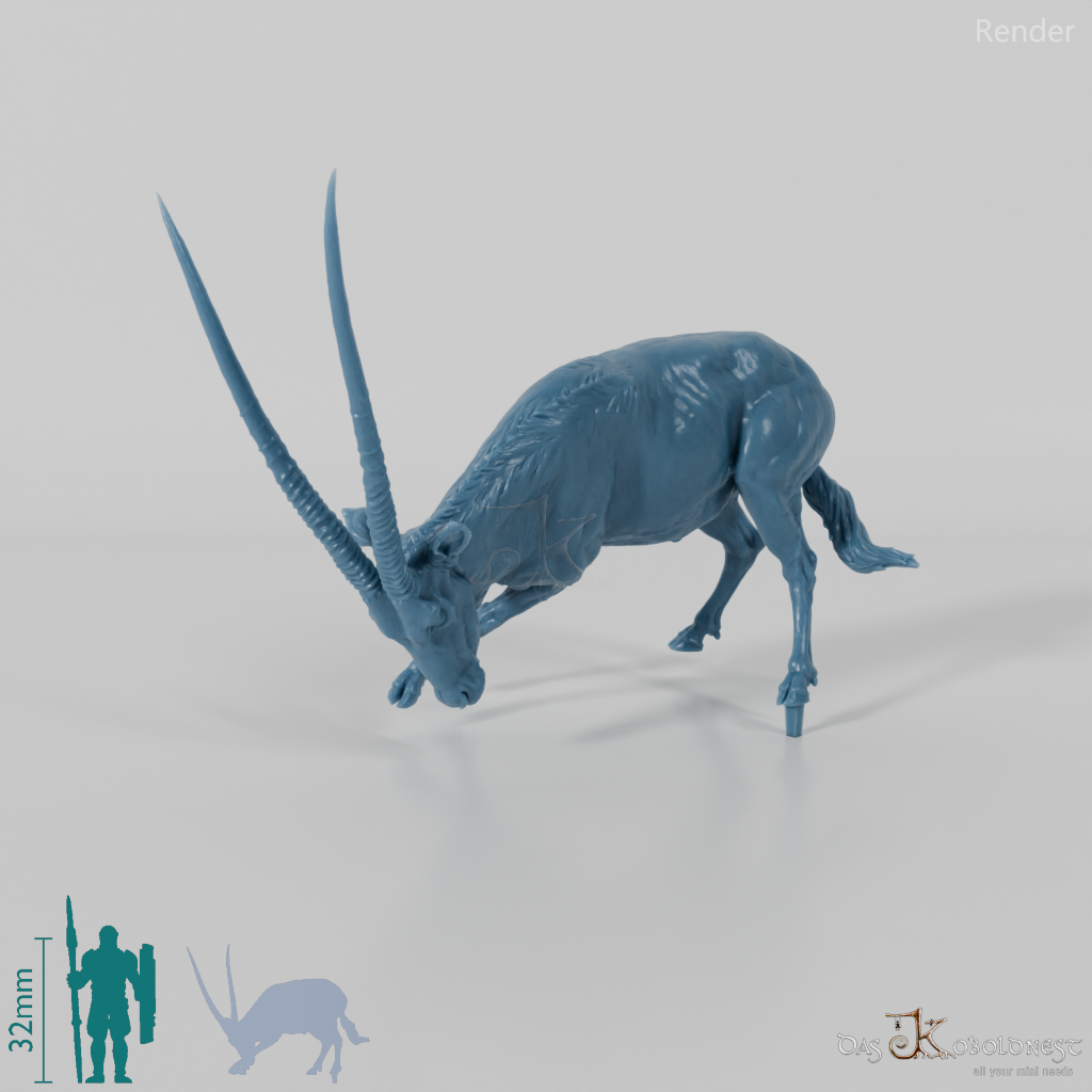 Antelope - Gemsbok 03