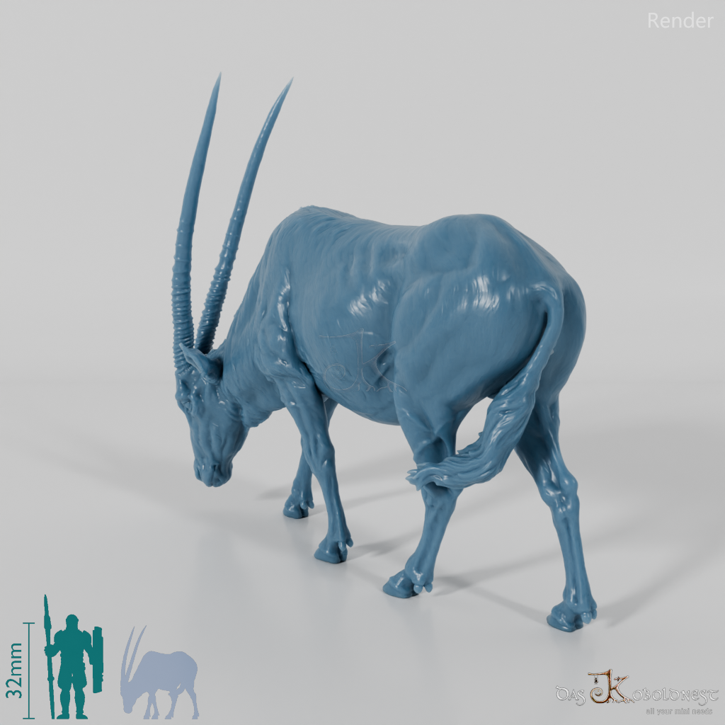 Antelope - Gemsbok 02