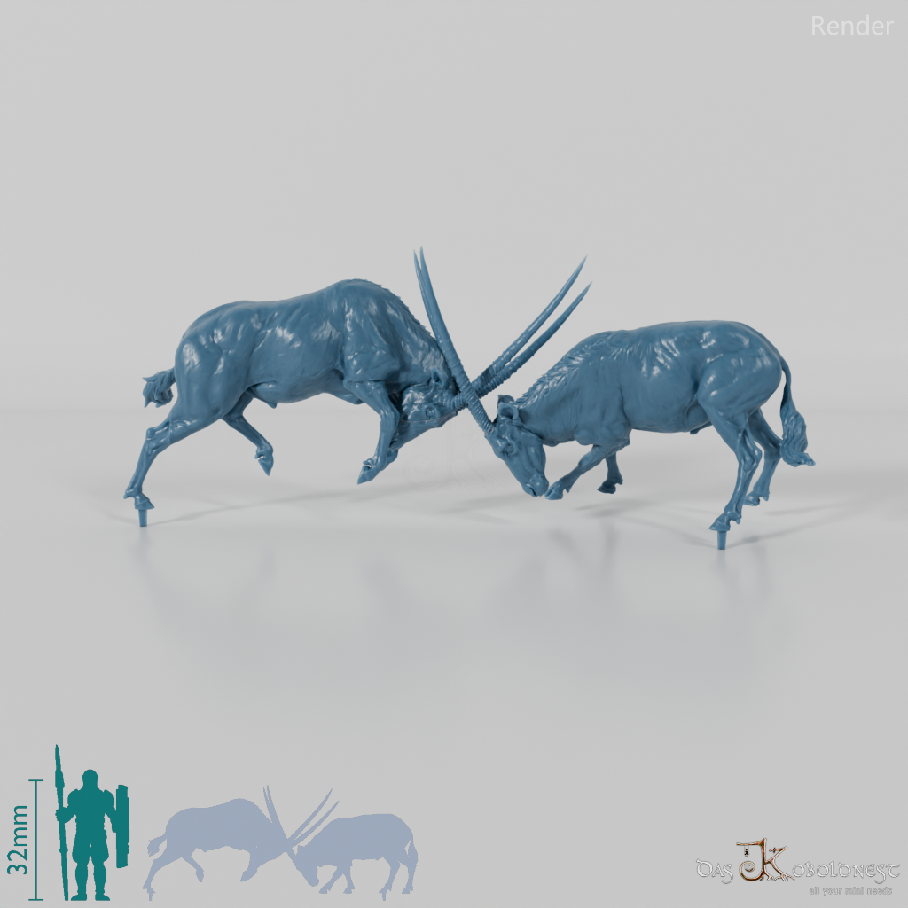 Antelope - Gemsbok - Fighting