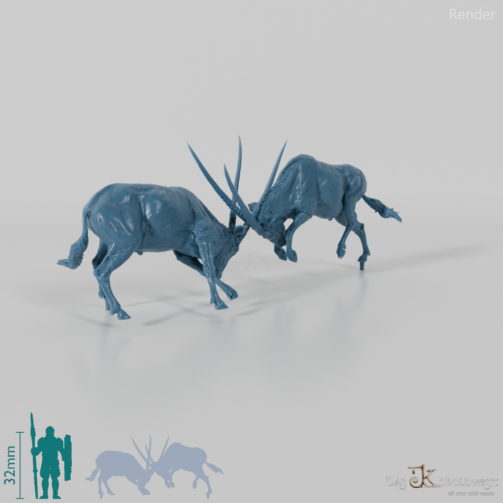 Antilope - Spießböcke - Kämpfend