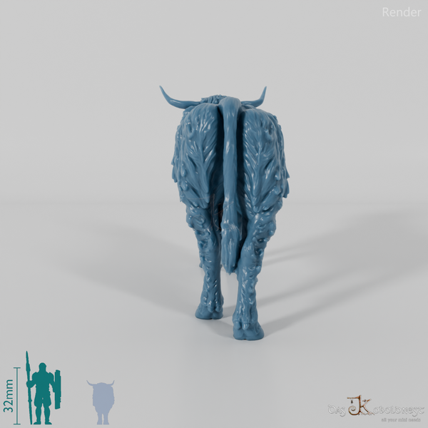 Rind - Schottisches Hochlandrind 02