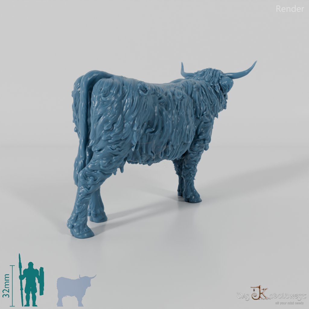 Beef - Scottish Highland cattle 02