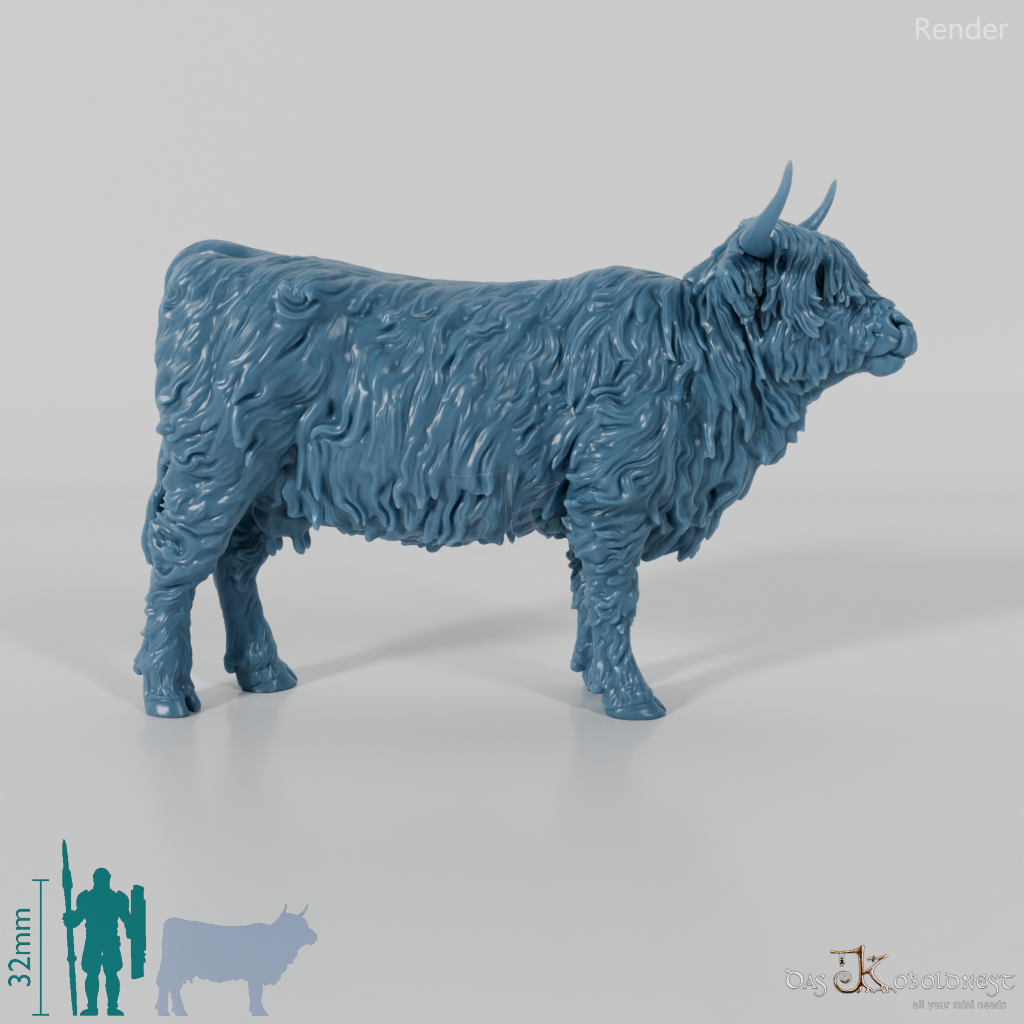 Beef - Scottish Highland cattle 01