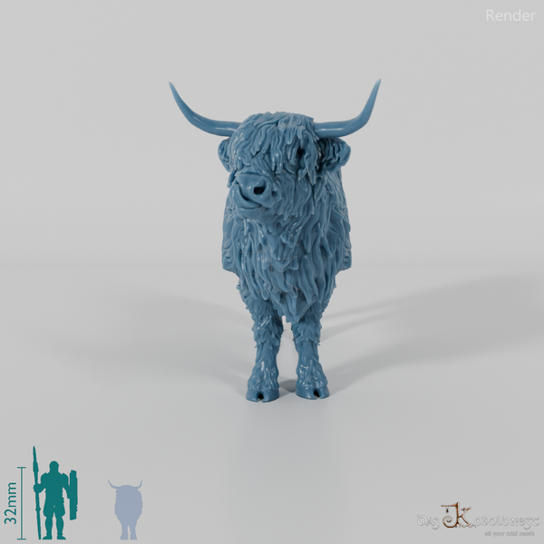 Rind - Schottisches Hochlandrind 01