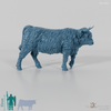Beef - Scottish Highland cattle 03