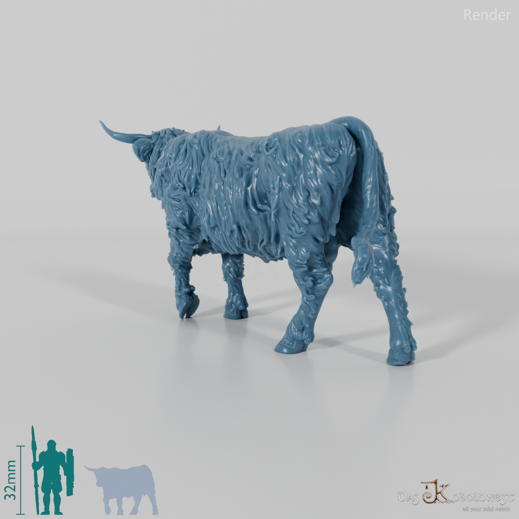 Beef - Scottish Highland cattle 03