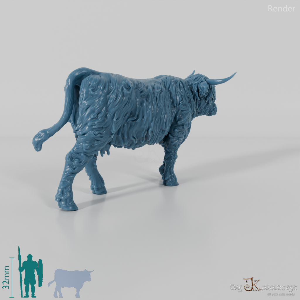 Beef - Scottish Highland cattle 03