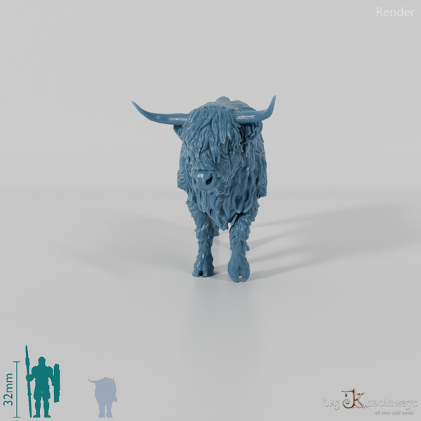 Rind - Schottisches Hochlandrind 03