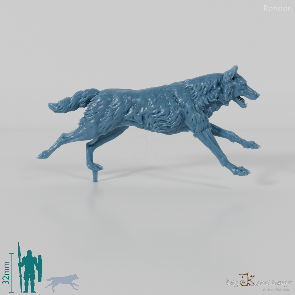 Wolf - Iberian Wolf 02