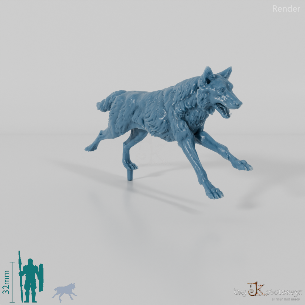 Wolf - Iberian Wolf 02