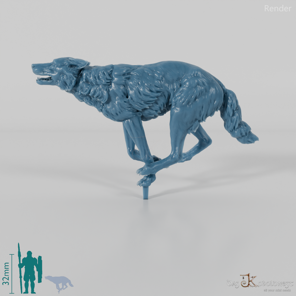 Wolf - Iberian Wolf 03