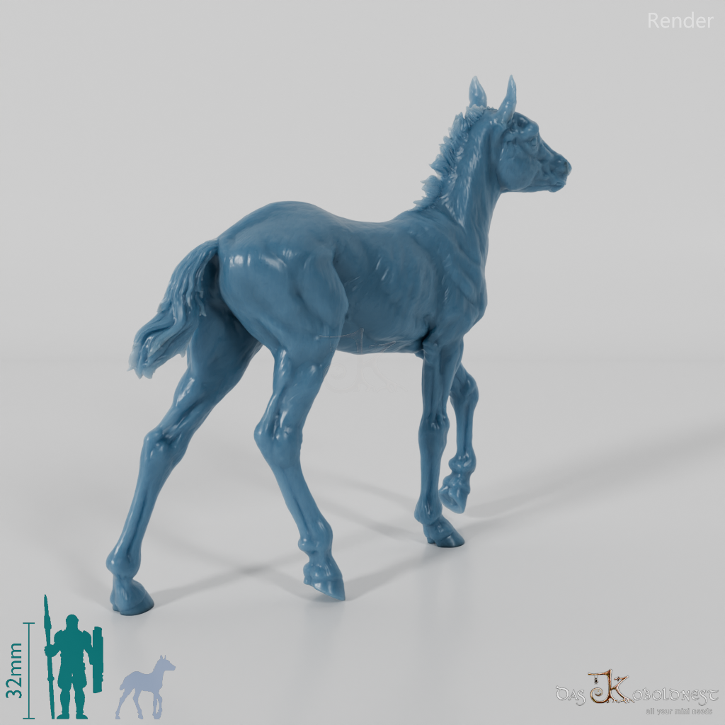 Horse - Konik foal 01