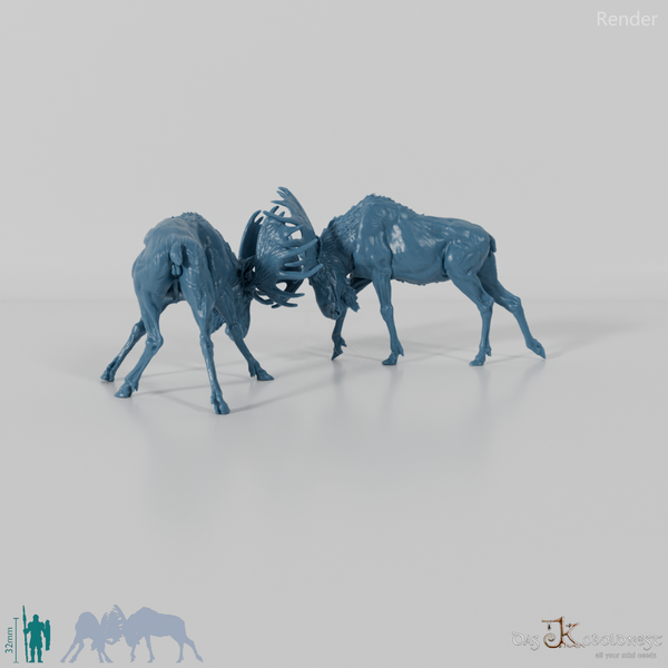 Hirsch - Elch - Kämpfende Bullen