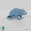 Rodent - Rat 01