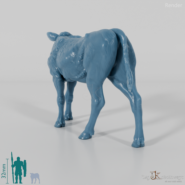 Rind - North Devon Kalb 04