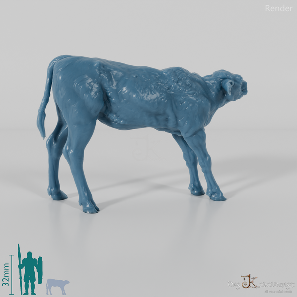 Rind - North Devon Kalb 03