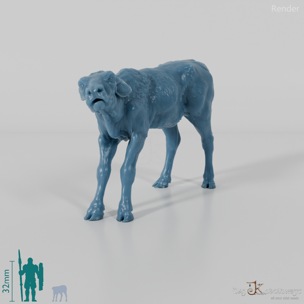 Rind - North Devon Kalb 03