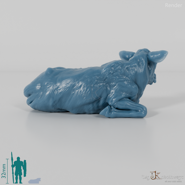 Rind - North Devon Kalb 01