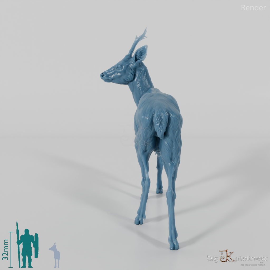 Deer - European Roe Deer - Buck 01