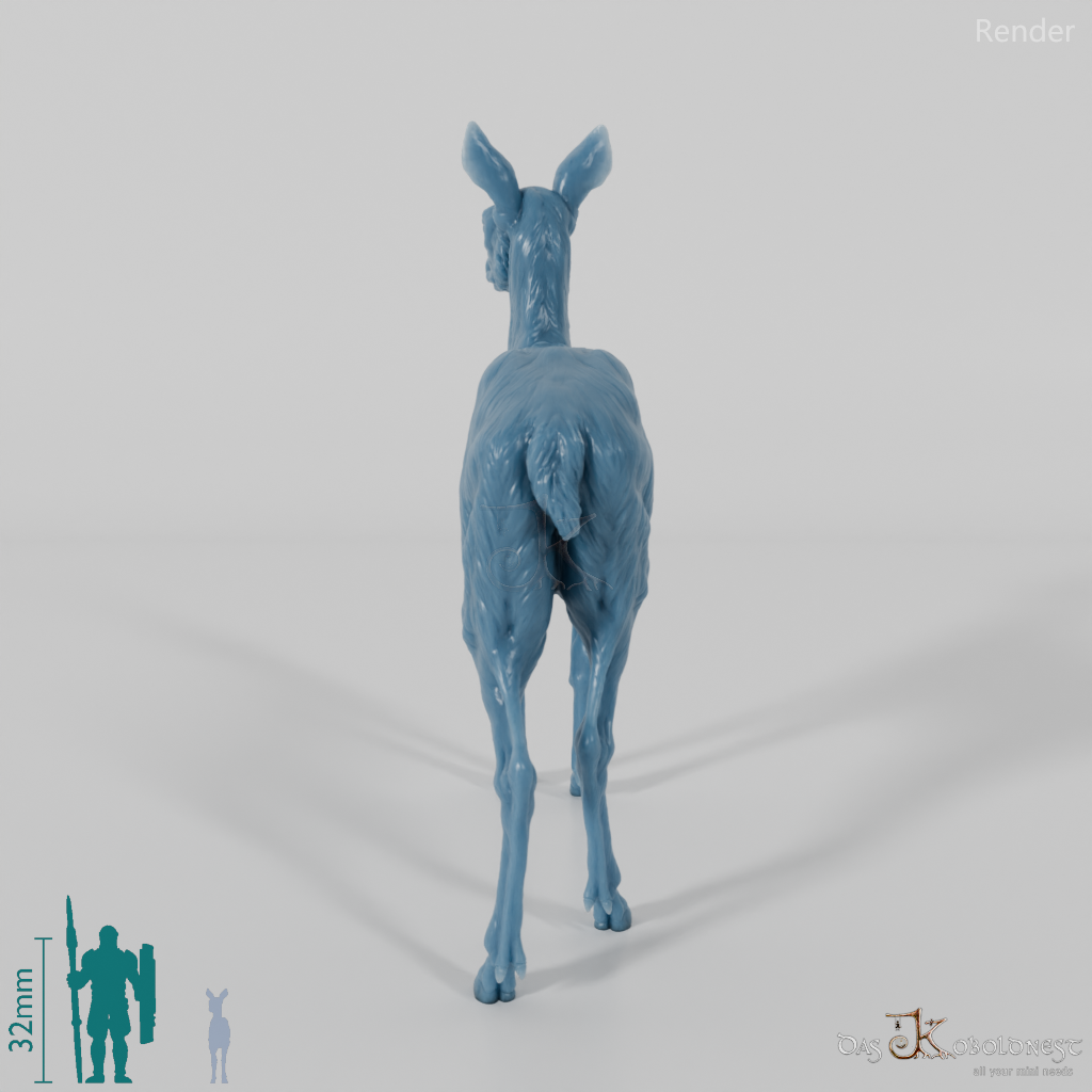 Deer - European Roe Deer - Ricke 01