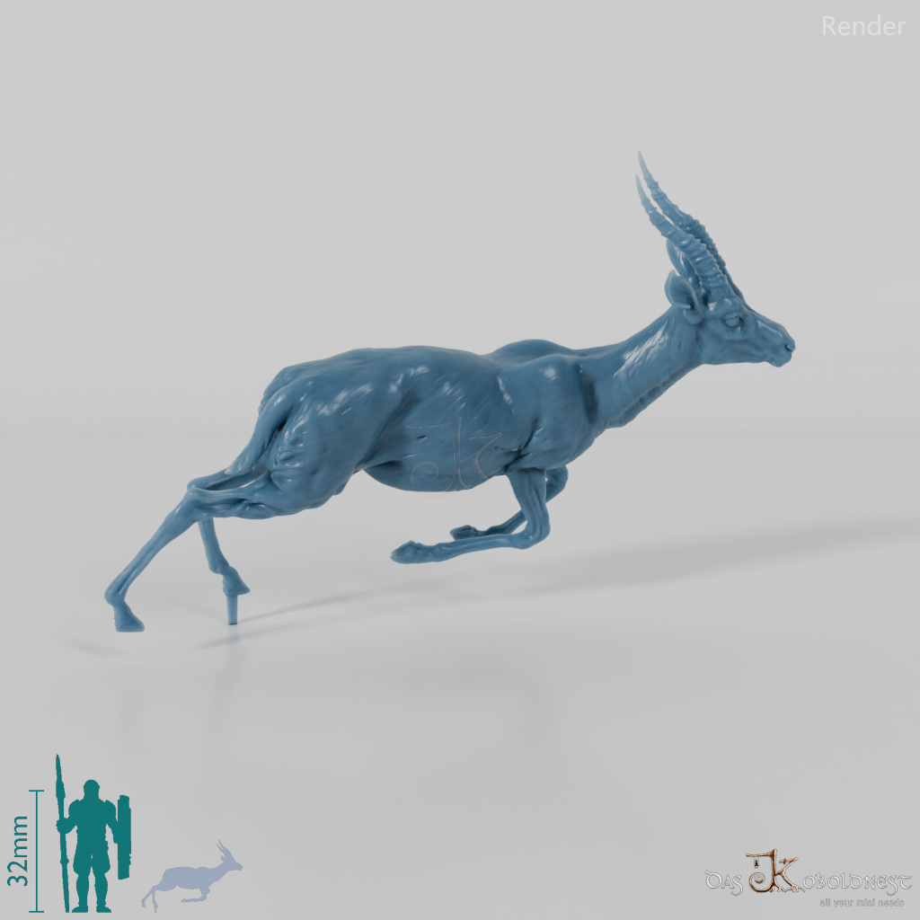 Antelope - Thomson's Gazelle 01