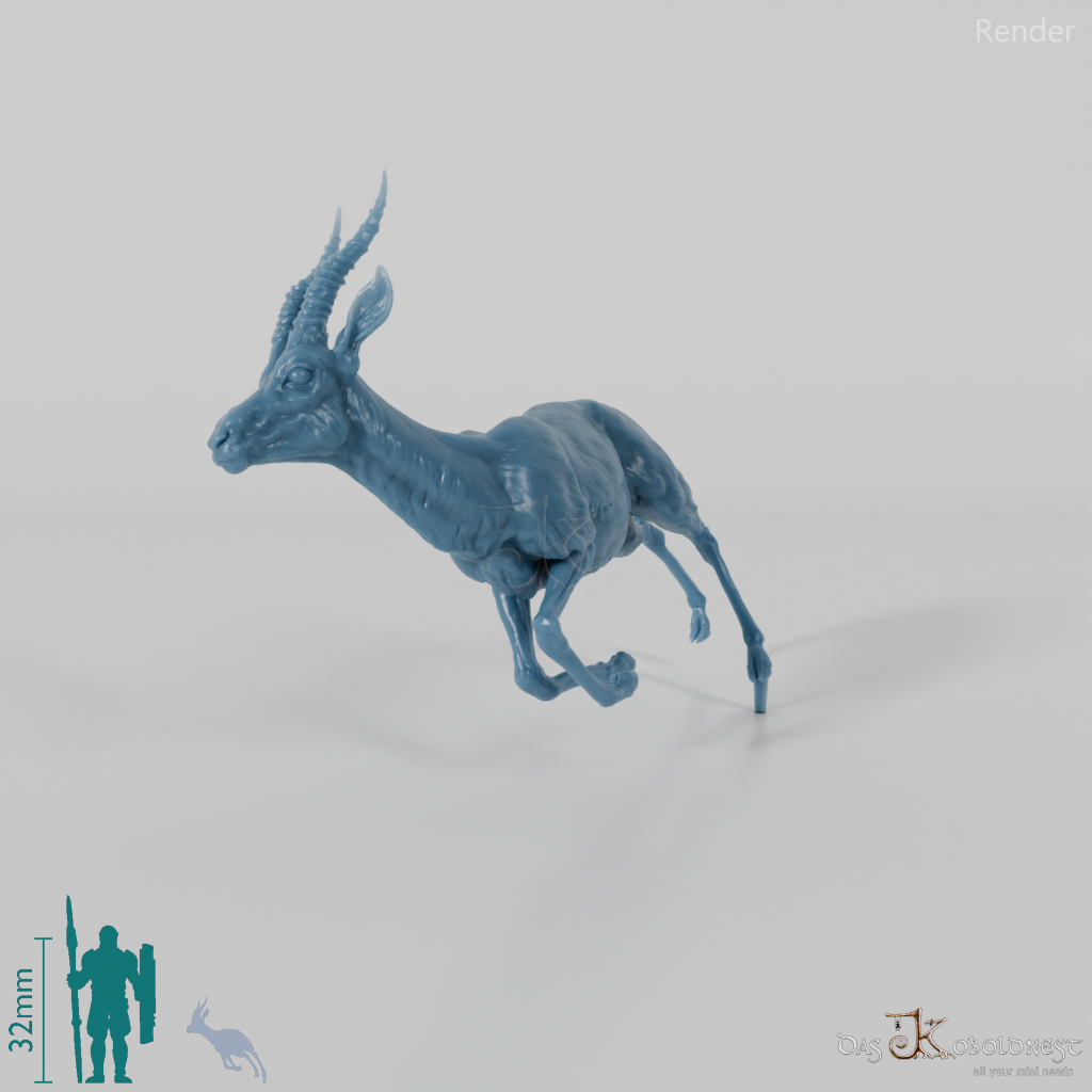 Antelope - Thomson's Gazelle 01