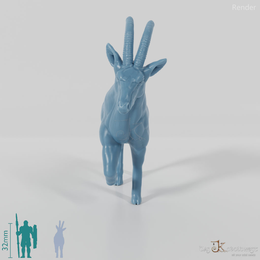 Antelope - Oryx 01