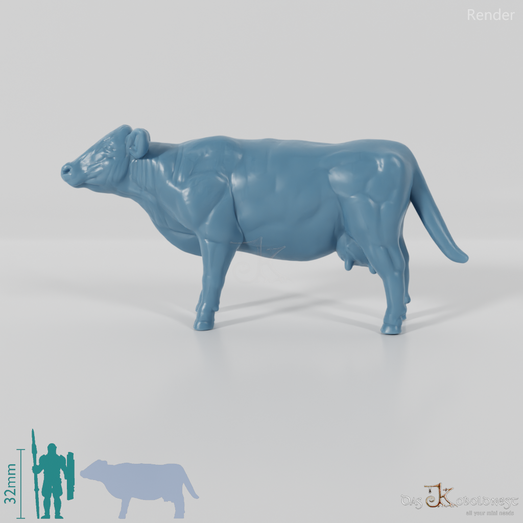 Beef - domestic cow 02