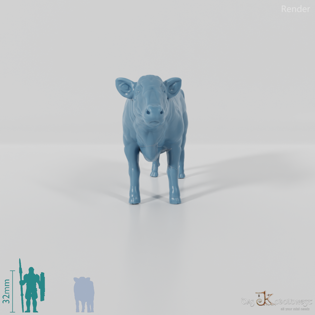 Beef - domestic cow 02