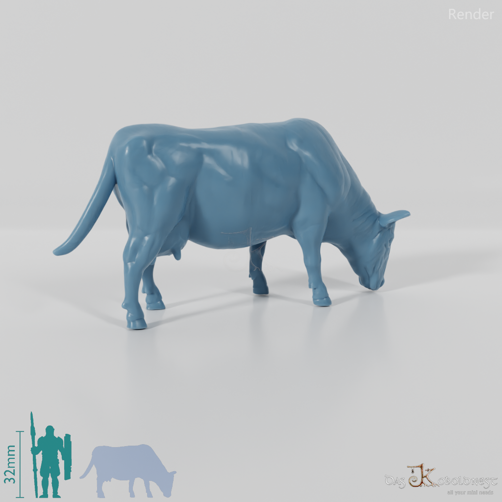 Beef - domestic cow 03