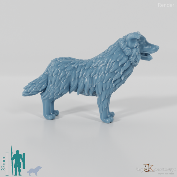 Dog - Border Collie 01