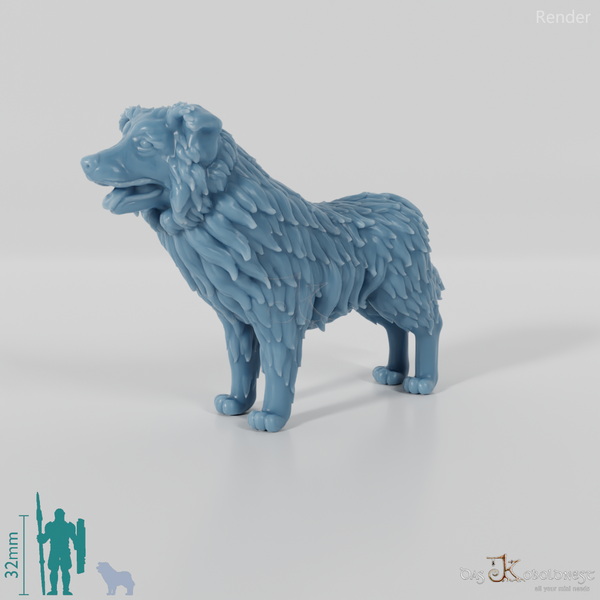 Dog - Border Collie 01