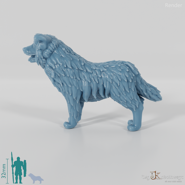 Dog - Border Collie 01