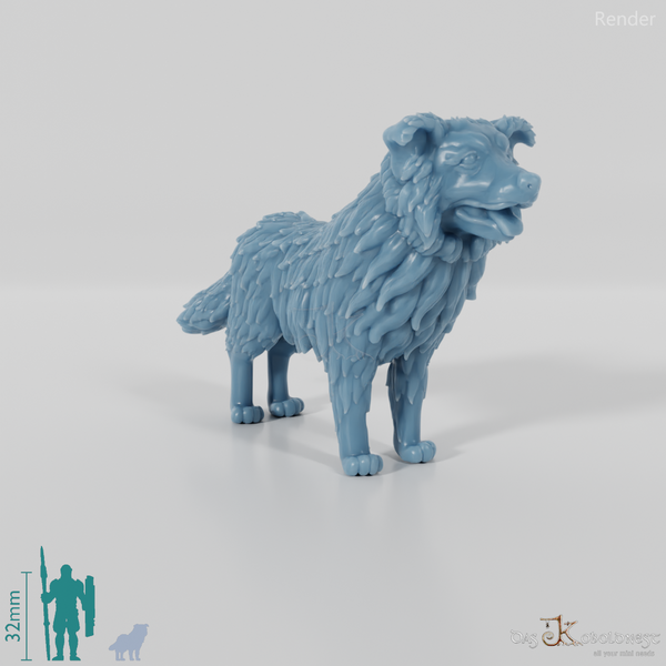 Dog - Border Collie 01