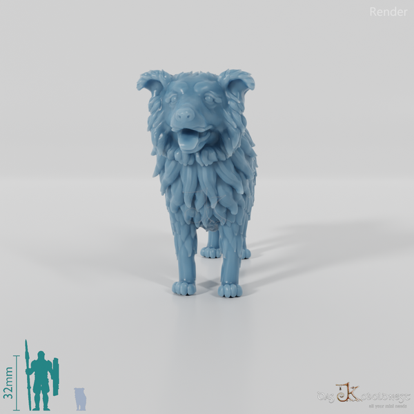 Dog - Border Collie 01