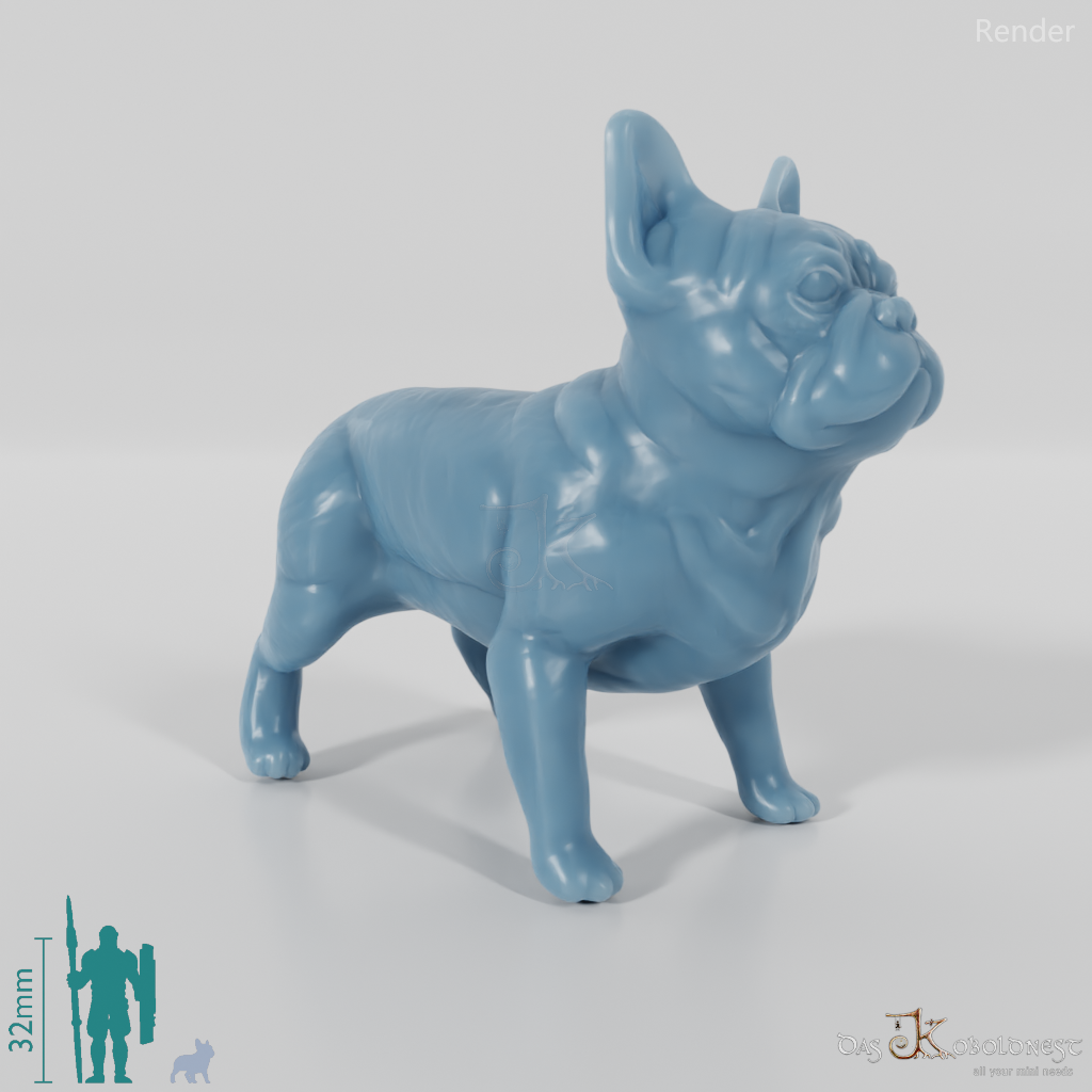 Hund - Französische Bulldogge 01