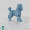 Dog - Poodle 02