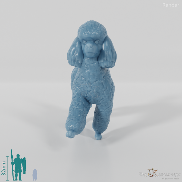 Dog - Poodle 02