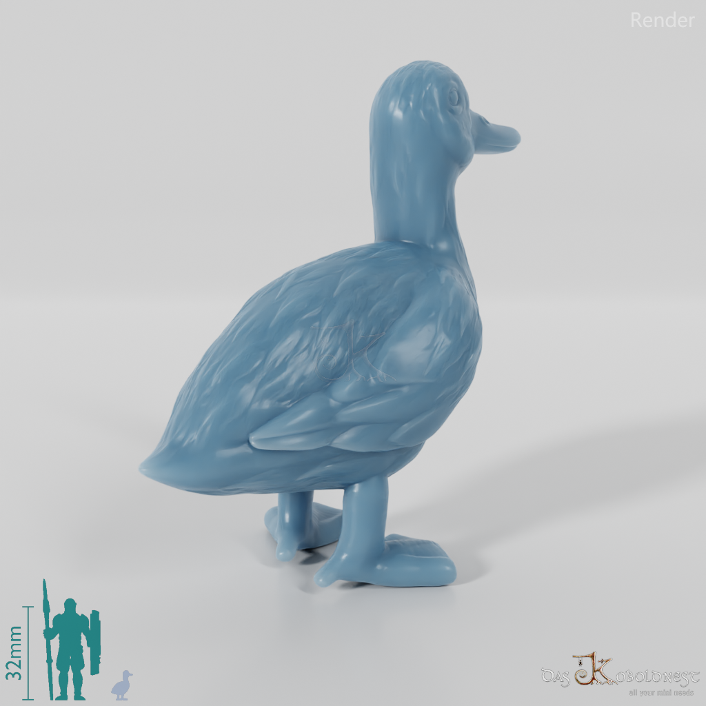 Duck - domestic duck 05
