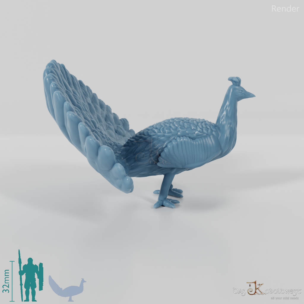 Chicken Bird - Cartwheeling Peacock 02