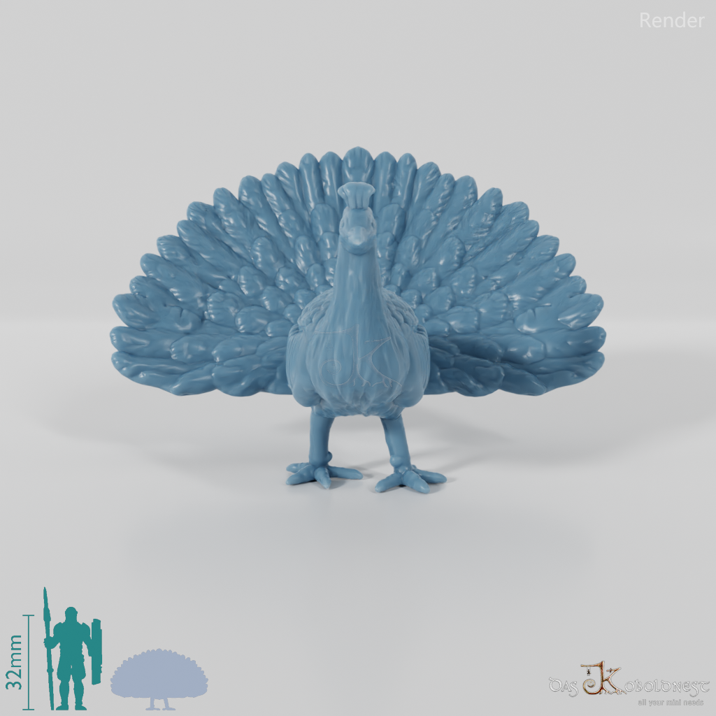 Chicken Bird - Cartwheeling Peacock 02