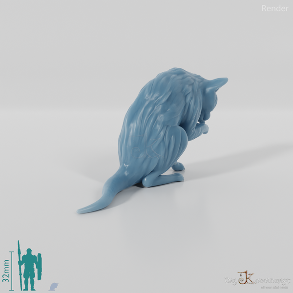 Cat - Lilith, preening cat