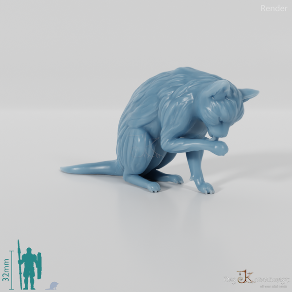 Cat - Lilith, preening cat