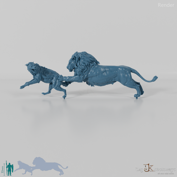 Big cat - lion hunting spotted hyena